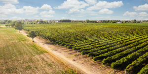 Fertilizantes orgânicos impulsionam lucros e aumentam a resiliência em fazendas de Goiás