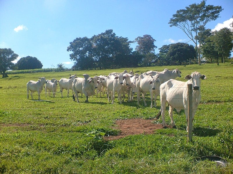 Produtores de gado em Rondônia contam com apoio dos escritórios verdes para regularização ambiental