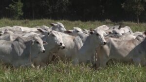 Boi Bombeiro: entenda por quê o gado é essencial para controlar incêndios no Pantanal