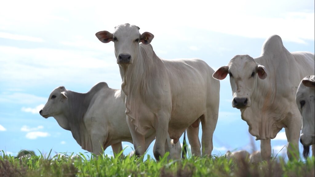 Suplementação alimentar: o segredo para o sucesso econômico e sustentável na pecuária