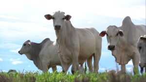 Soluções digitais e nutricionais impulsionam a sustentabilidade na pecuária brasileira