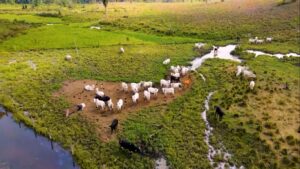 Escritórios Verdes e Sebrae impulsionam a pecuária sustentável em Barra do Garças com assistência técnica e gestão eficiente