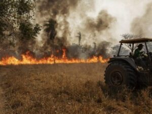 Invasores queimam 4 mil hectares de área produtiva e reserva legal no Amazonas