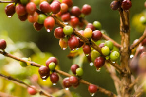 Sustentabilidade no café: conexão da agricultura regenerativa e a cidade