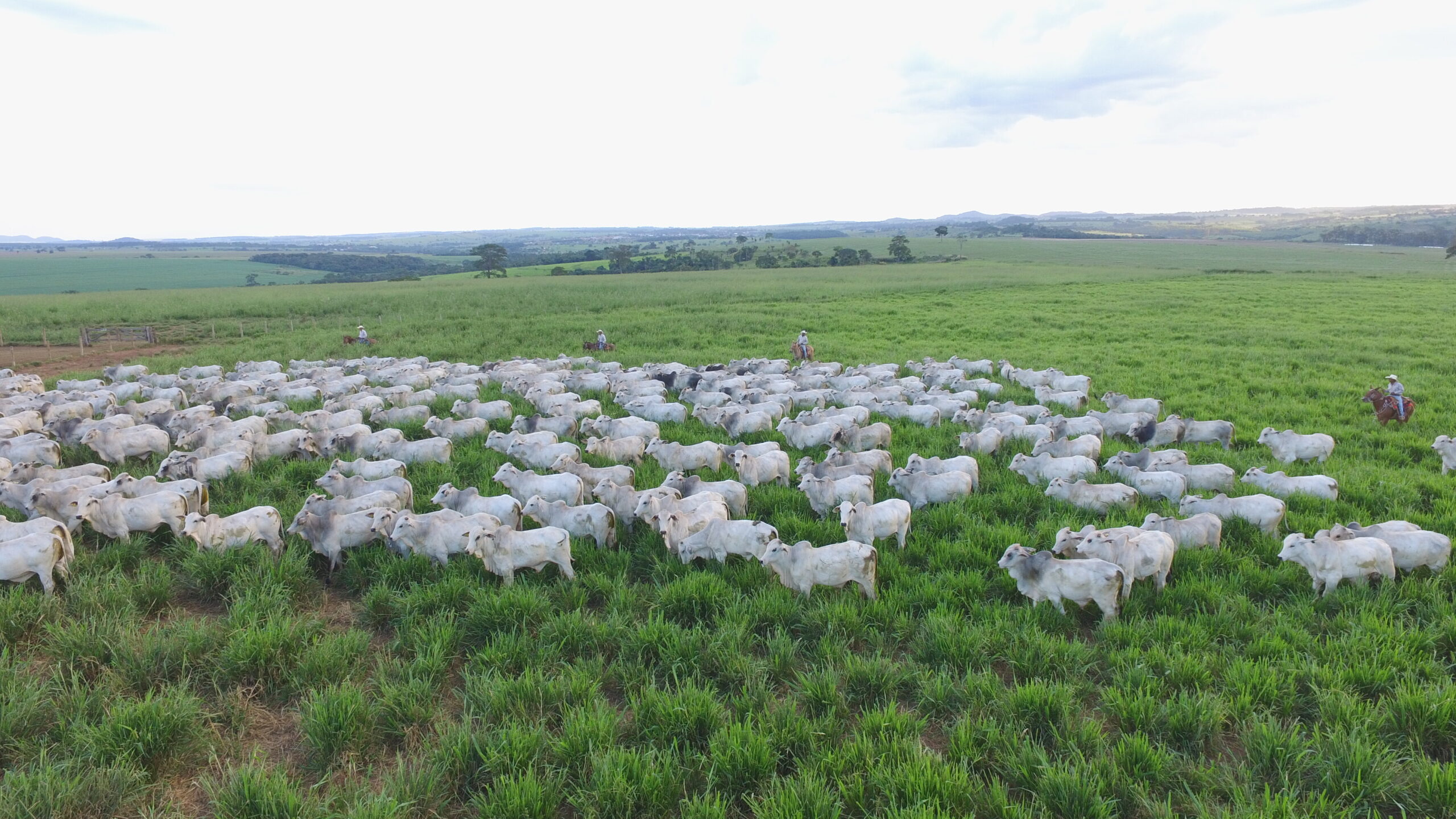 Limpeza de pasto no Pantanal: entenda como regularizar a prática sem causar danos ambientais