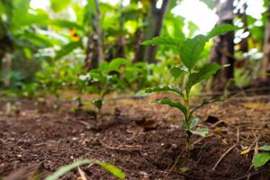 Brasil tem área equivalente à cidade de São Paulo em restauração ecológica, aponta Coalizão