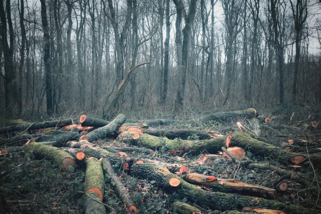 Wood France Tree Nature Ecology Forest Canon Landscape 422428 | Planeta Campo