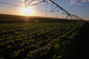 Brasil potência no agro: Christian Lohbauer explica o sucesso e desafios do setor