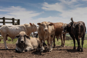 Qual a eficiência e eficácia das políticas públicas para a agropecuária?