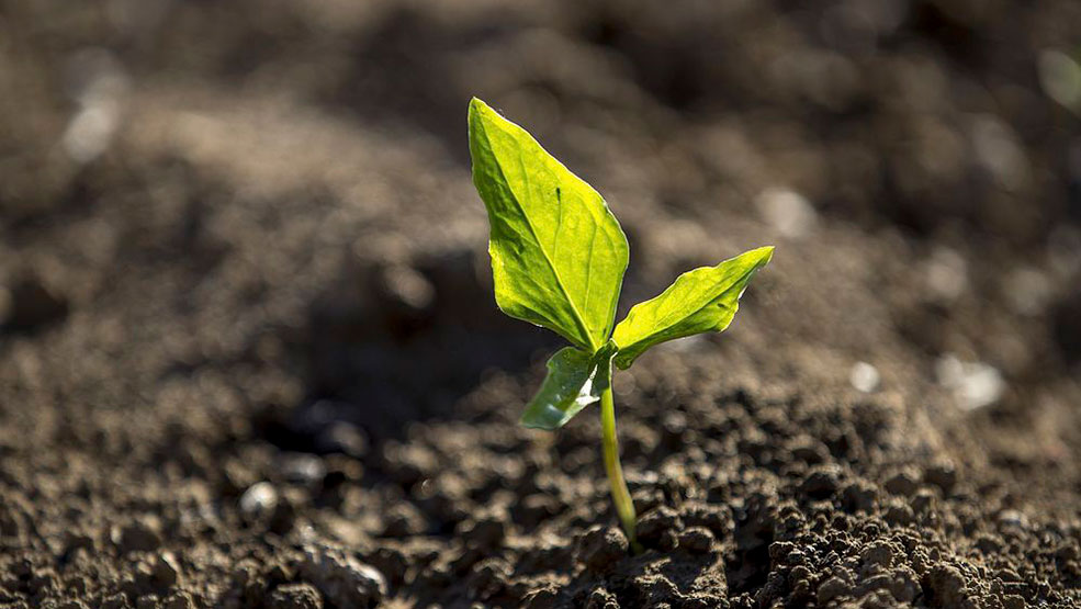 Agricultura Regenerativa: A revolução tropical que pode transformar o solo Brasileiro