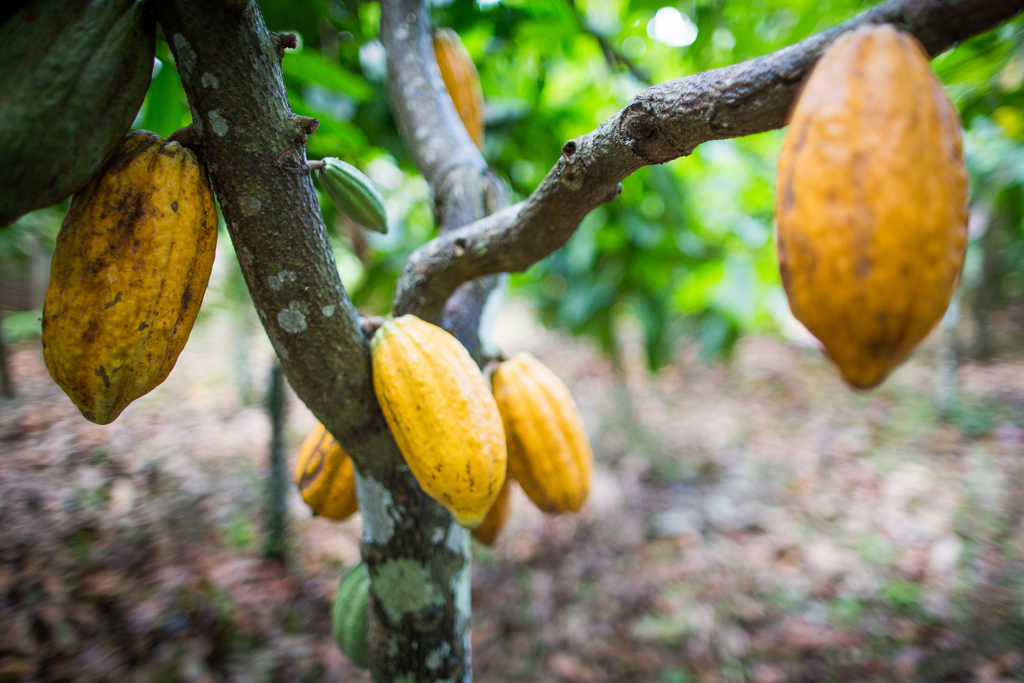 Pequenos produtores do Pará avançam na sustentabilidade com apoio dos Escritórios Verdes