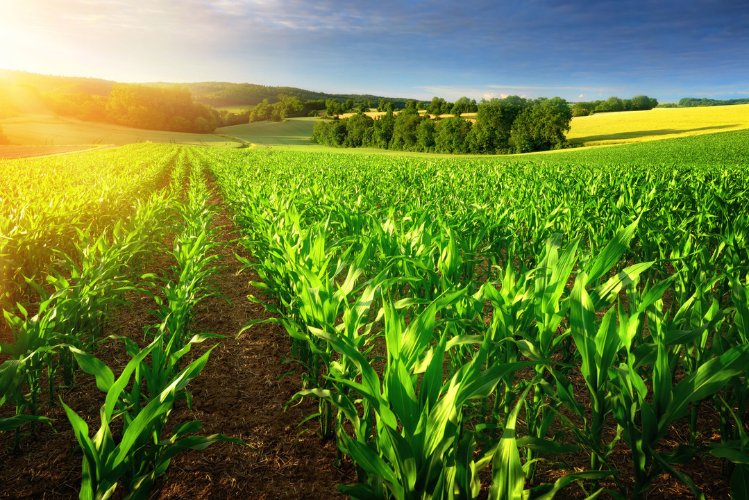 Inovação e Melhoramento Genético: O papel das tecnologias no crescimento da produtividade do agronegócio Brasileiro