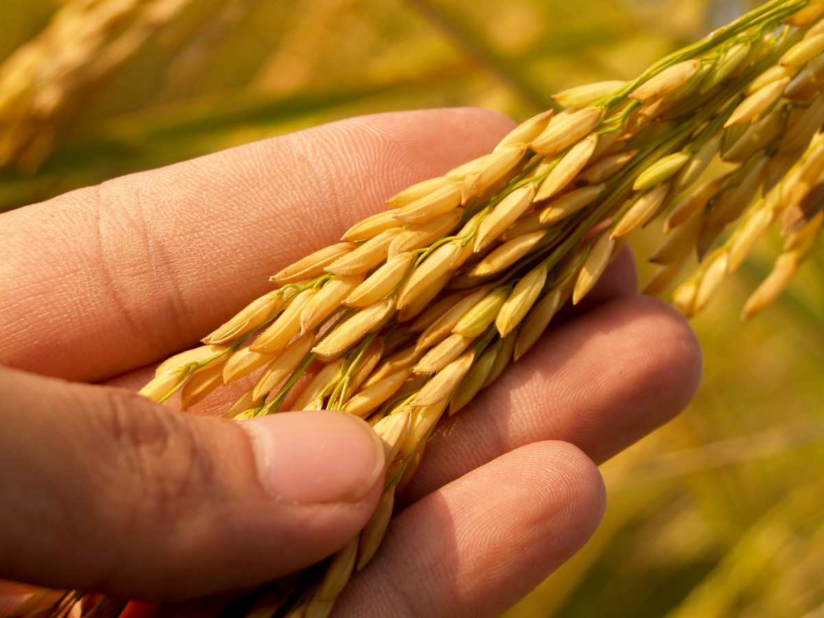 Enchentes impactam plantio de arroz no RS, mas verão ensolarado traz otimismo