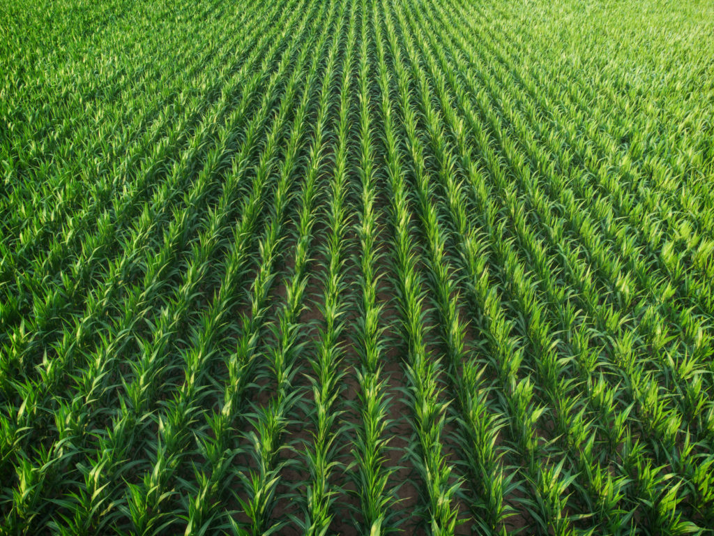 Bioenergia, mercado de carbono e o papel do agro no futuro sustentável