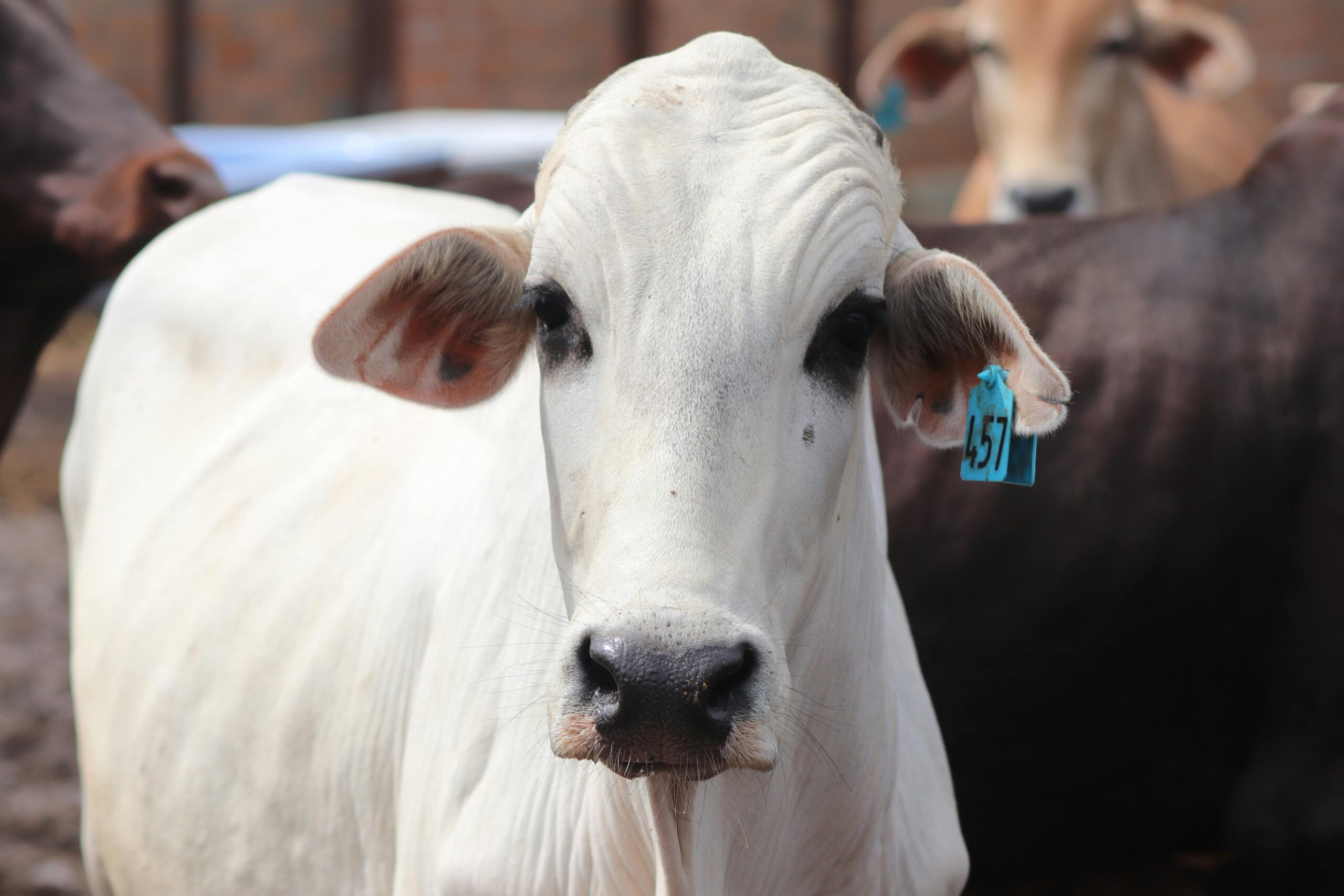 Mercado Chinês de Carne Bovina: Como as Exigências Impulsionam a Inovação no Brasil