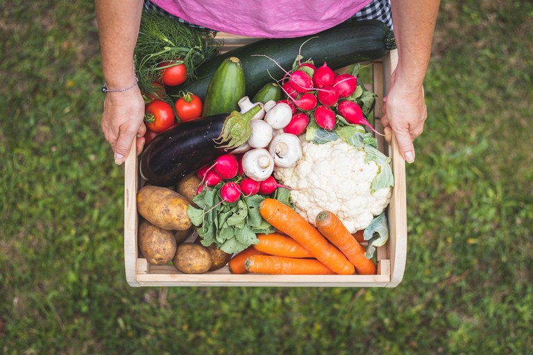 alimento, sustentáveis