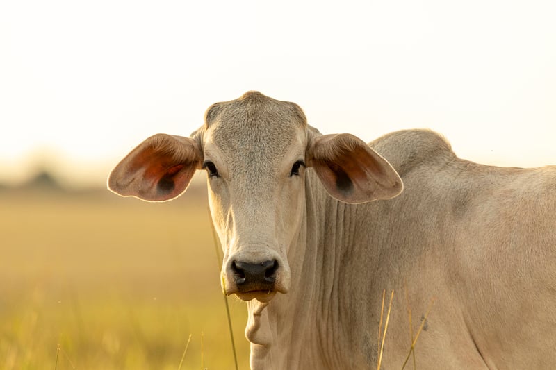 gado, carne, bovino, biometria