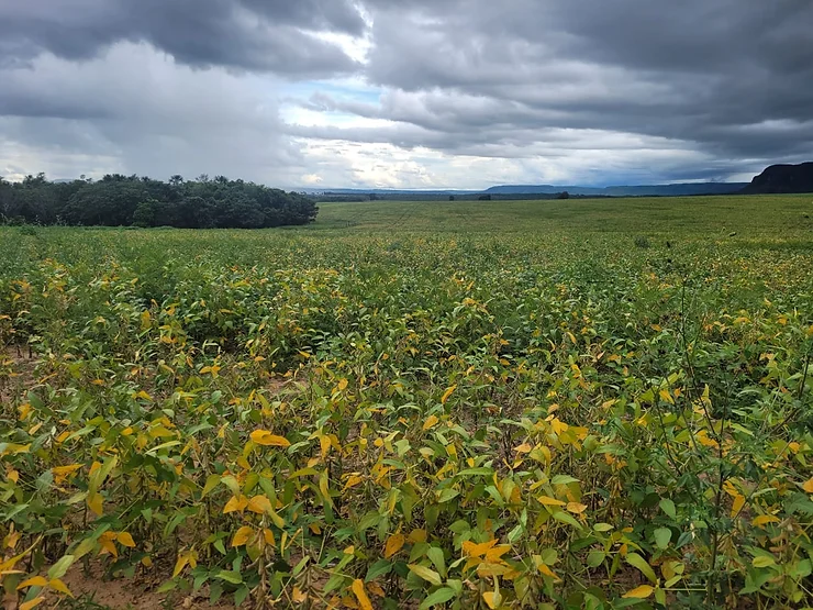 PROJETO, REGENERA CERRADO, agricultura