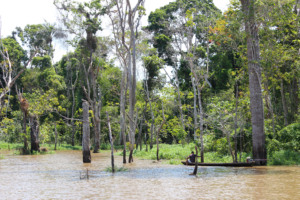 amazônia, campanha