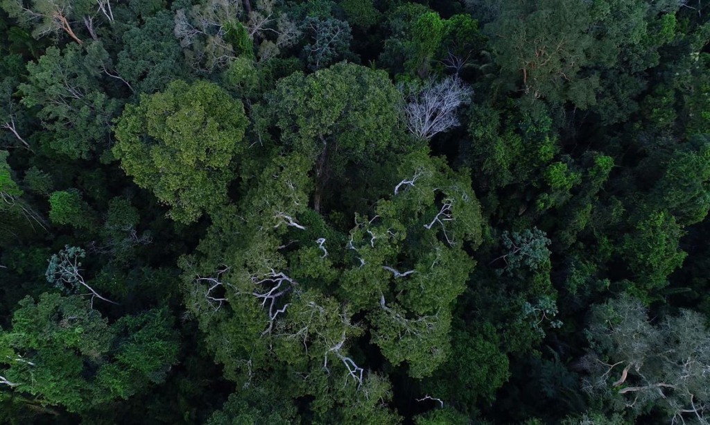 floresta, amazonia, mudanças climáticas, Brasil, cúpula