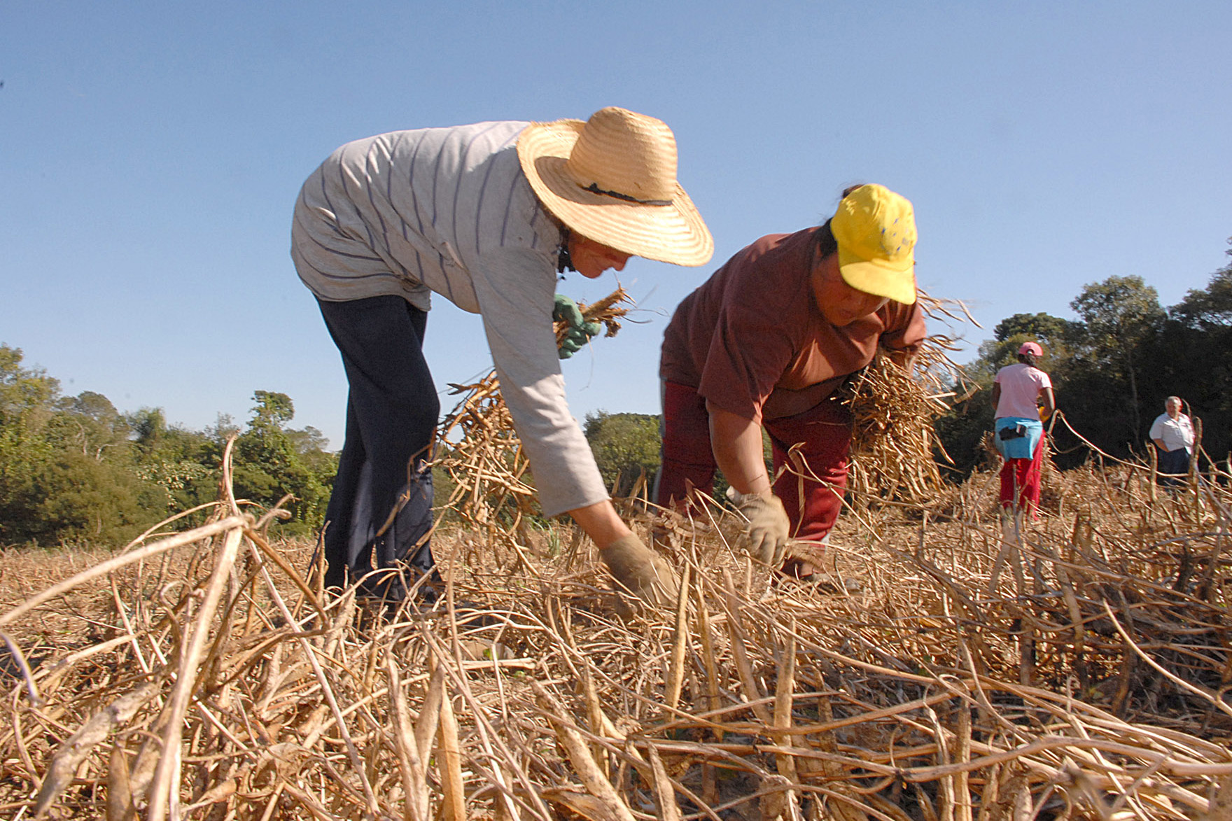 projeto, agricultura, propriedade, paraná