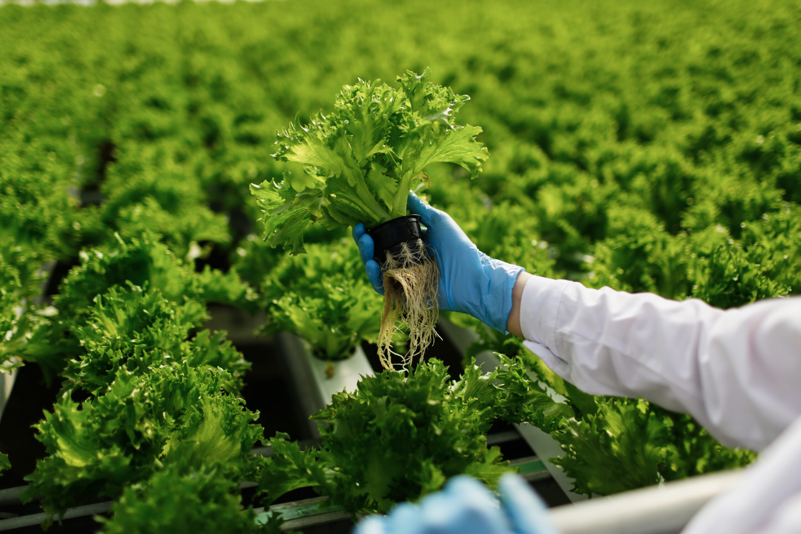 O fim da alface? Embrapa alerta para risco real de escassez por causa do calor