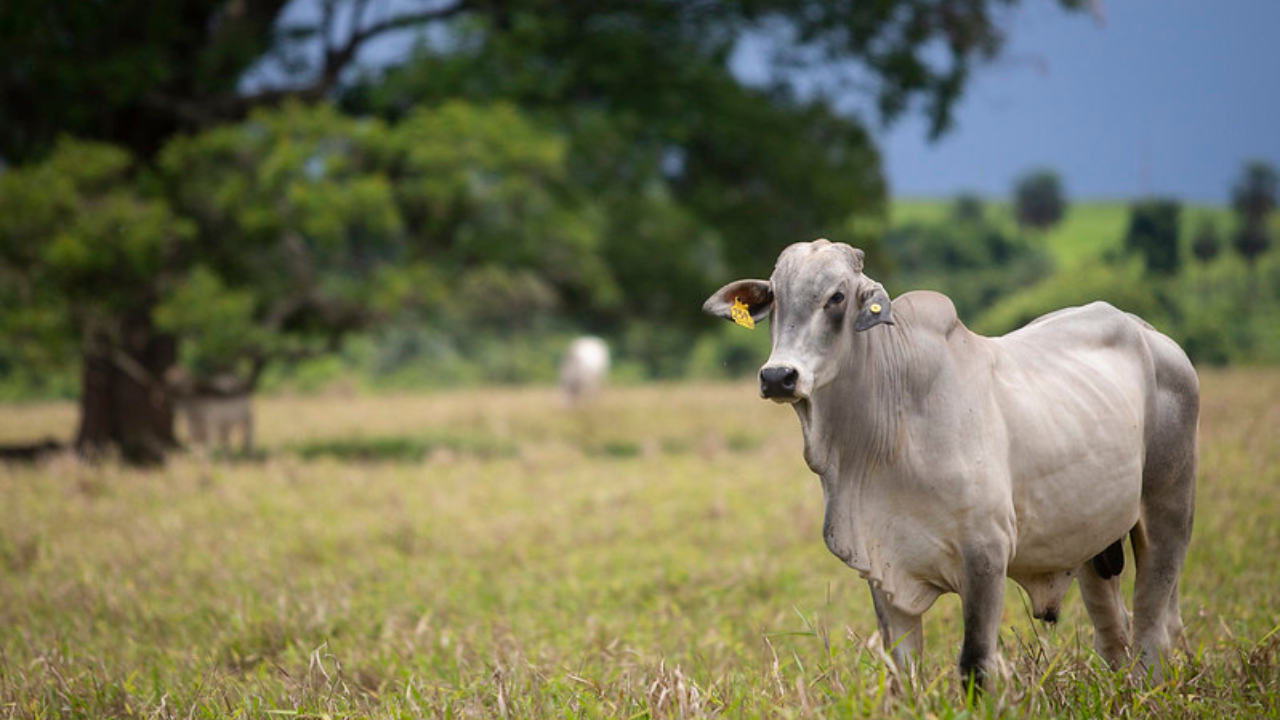pecuária brasileira