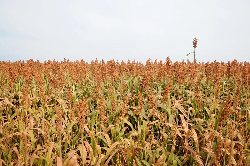 Produtores rurais de MT comemoram a decisão do governo e esperam maior abertura de mercado