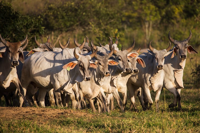 Como o Plano Nacional de Identificação de Bovinos Impacta a Pecuária Brasileira