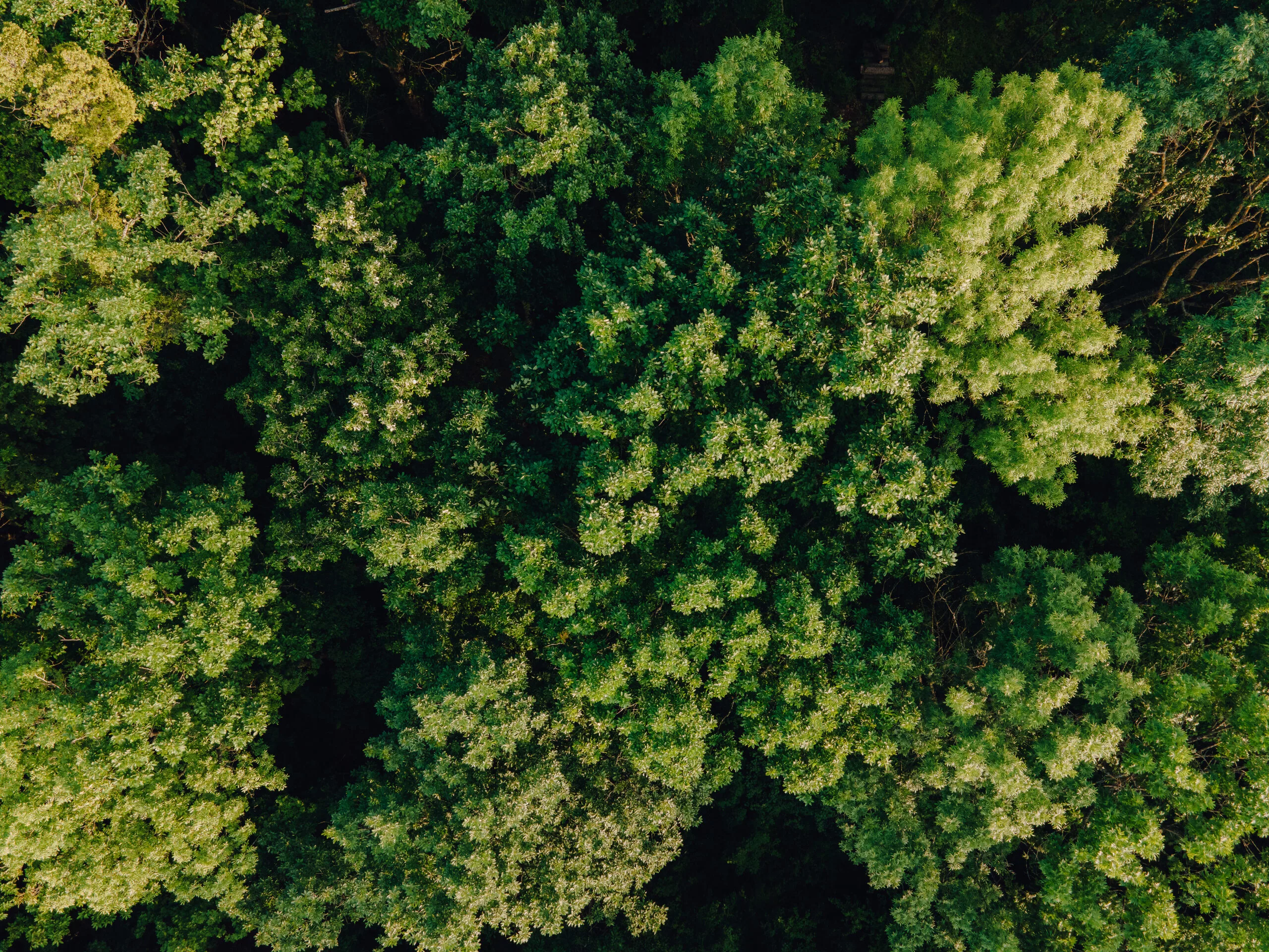 Aerial view of Amazon tropical Rainforest, Drone footage from above of Amazon jungle. cinematic images of the drone flying over the dense green forest