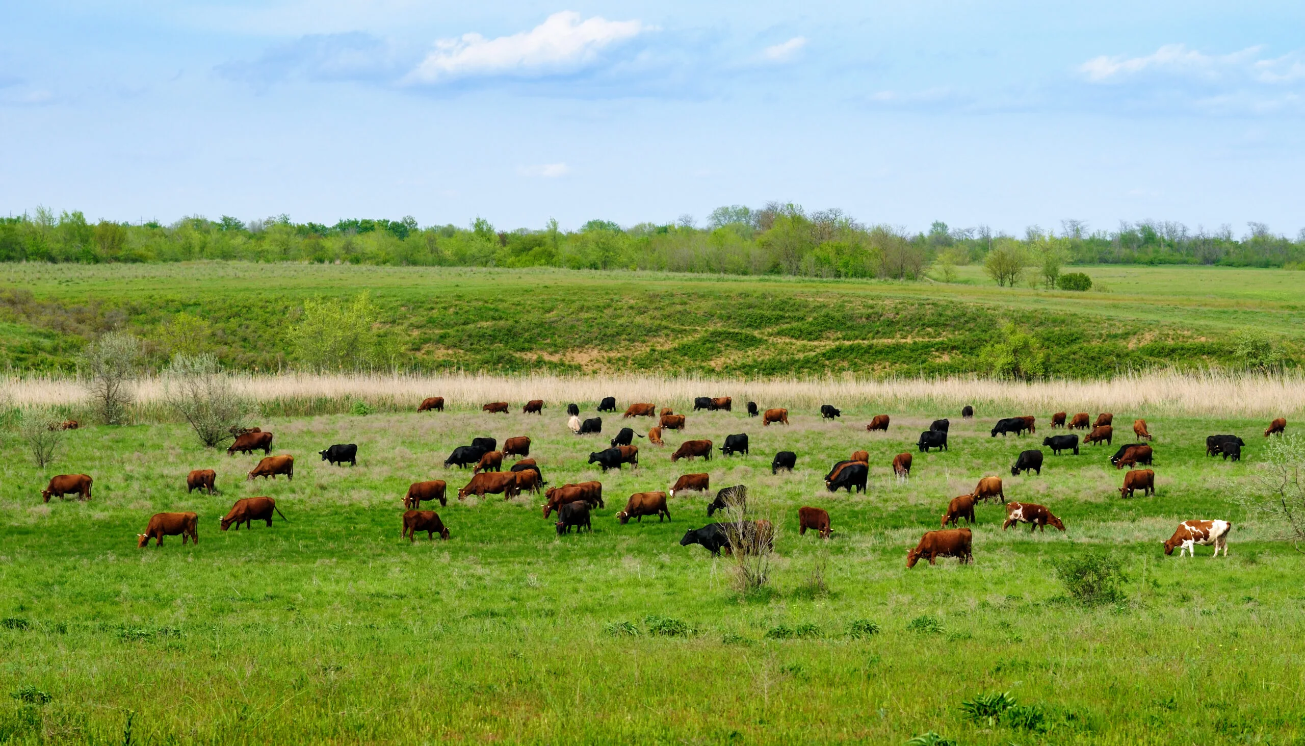 Herd of cows grazing on green meadow