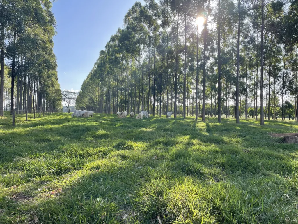 Embrapa inicia projeto inédito em apoio à agricultura de baixa carbono