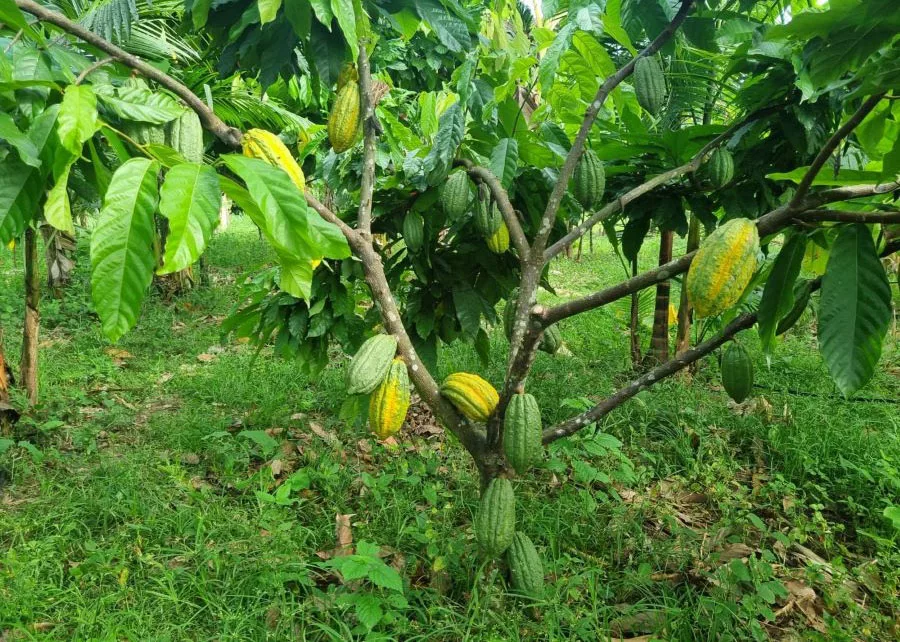 Plantio de árvores nativas da Amazônia recupera áreas de preservação no Pará