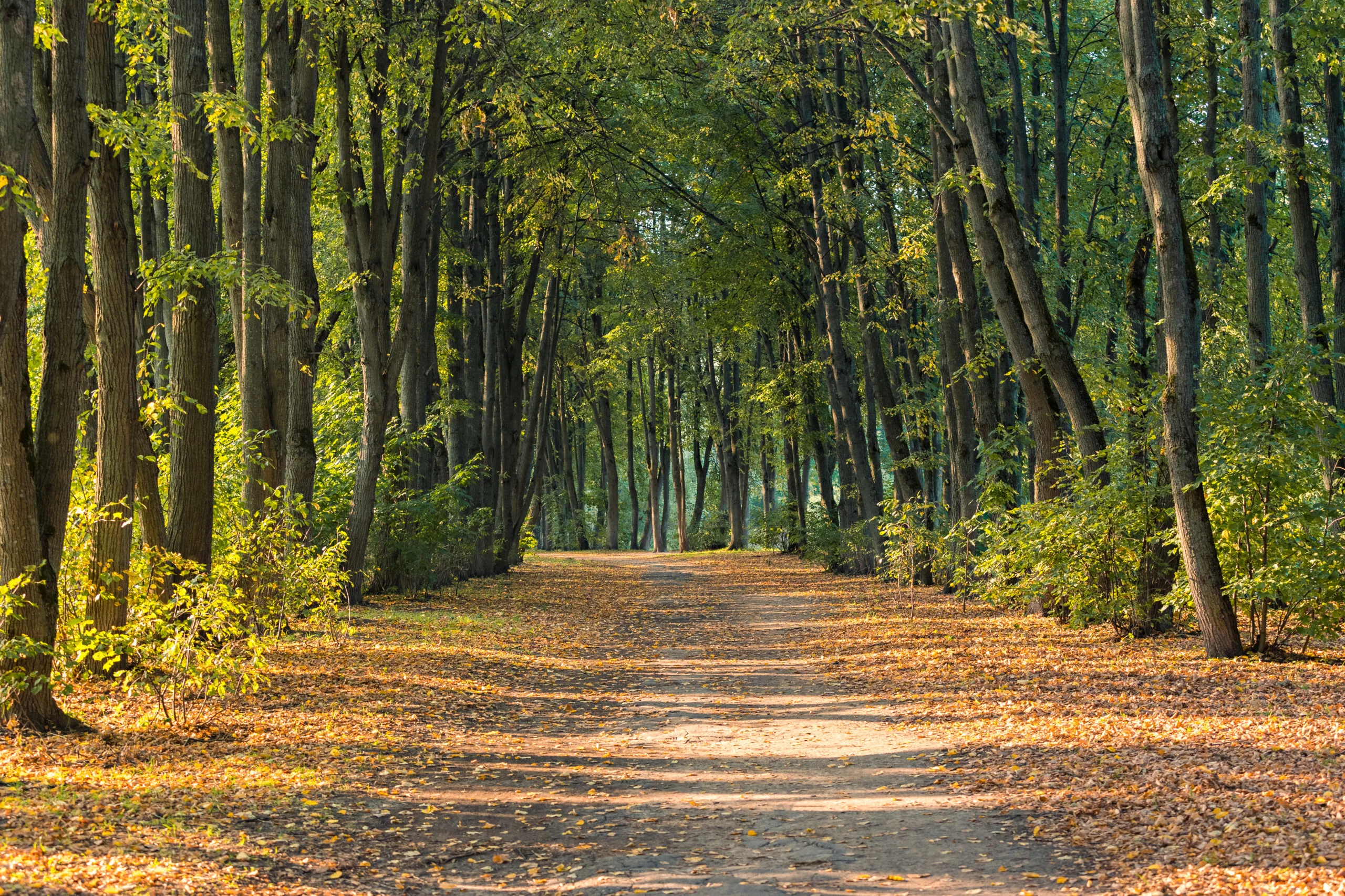 The footpath among trees in park in sunny weather in early fall autumn season