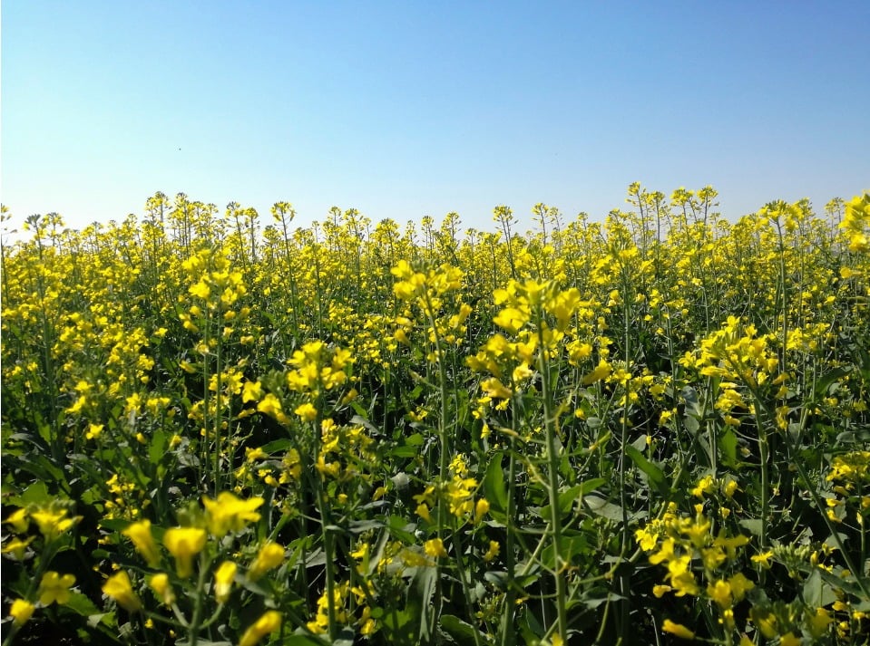 Como a Carinata Está Transformando a Agricultura Brasileira e Abrindo Caminhos para o Biocombustível Sustentável de Aviação