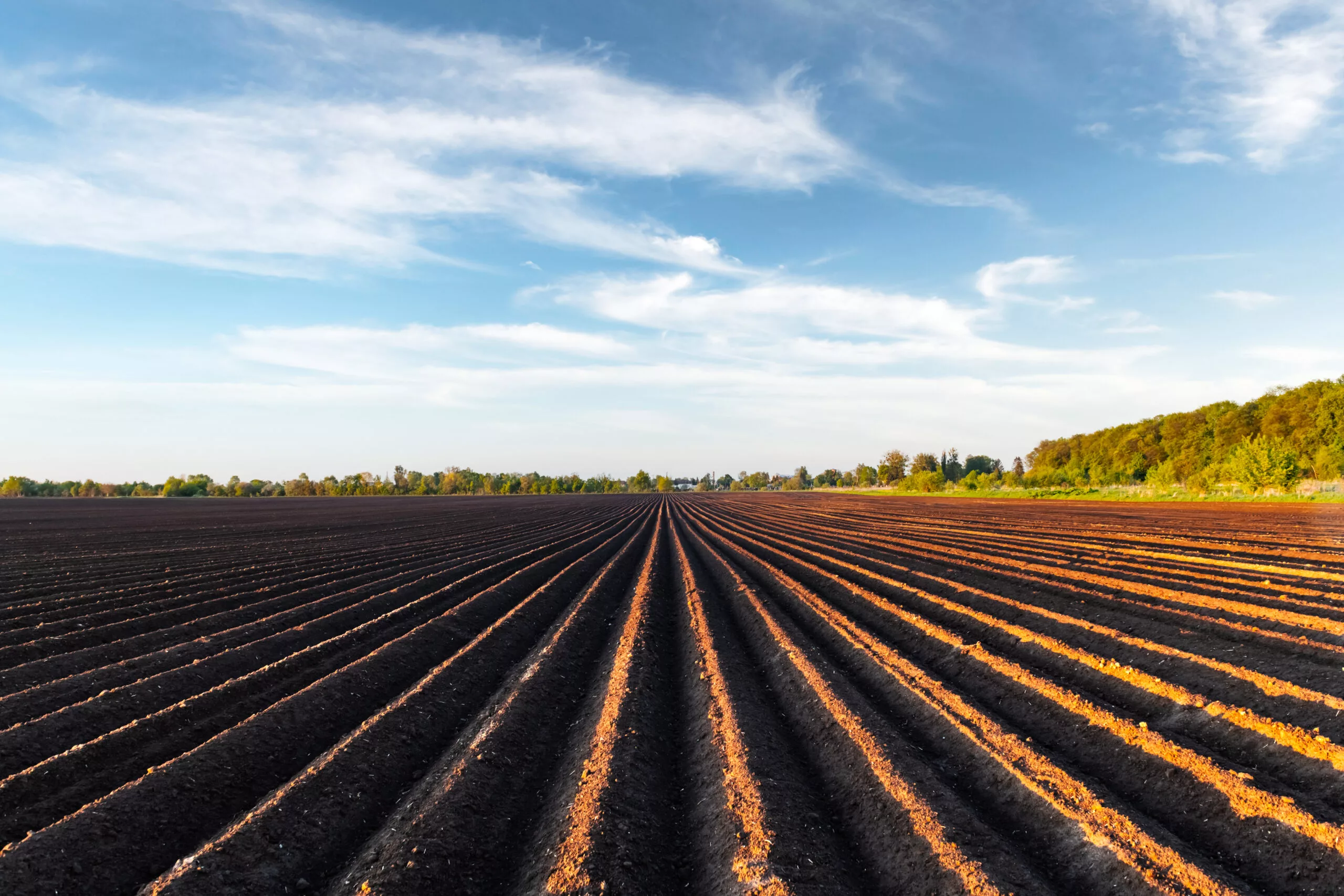 Agricultural field with even rows in the spring. Growing potatoes. Blue sky with clouds in the background