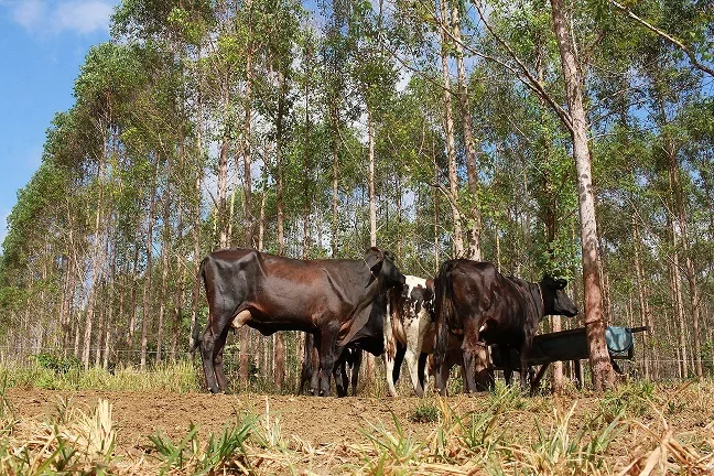 Projeto promove pecuária sustentável na Amazônia