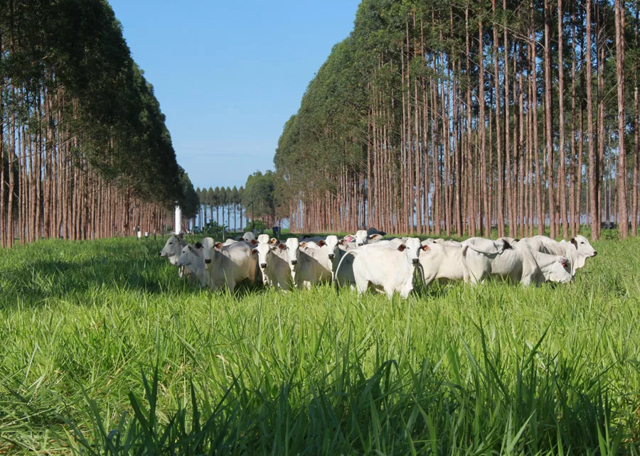 “É possível reter carbono no solo através das raízes das pastagens”, afirma Embrapa