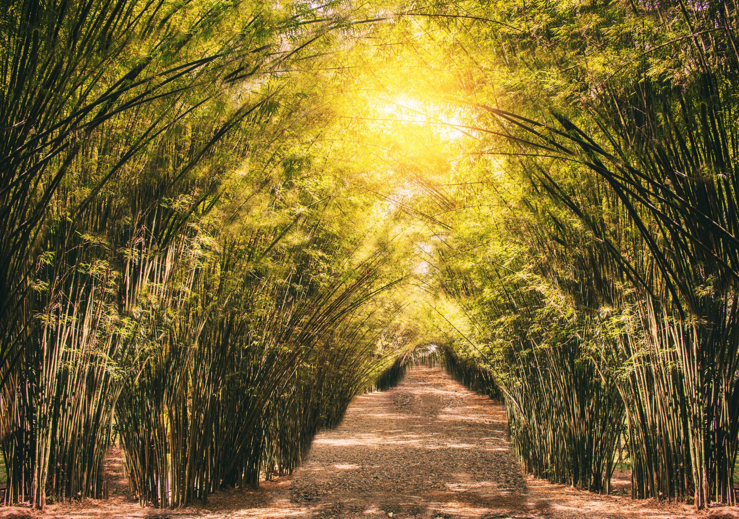 Bamboo lined in a row on the road in the countryside.