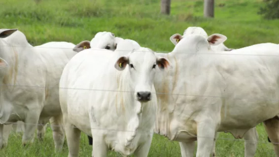 Precocidade animal é ferramenta importante na redução de metano