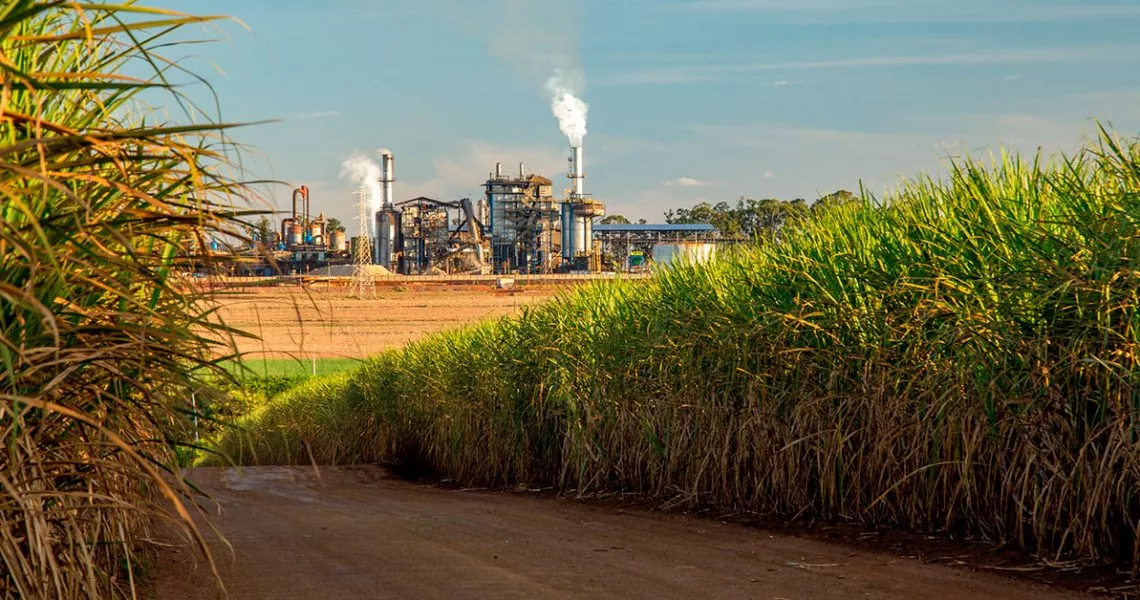 Impacto dos incêndios para os produtores de cana-de-açúcar