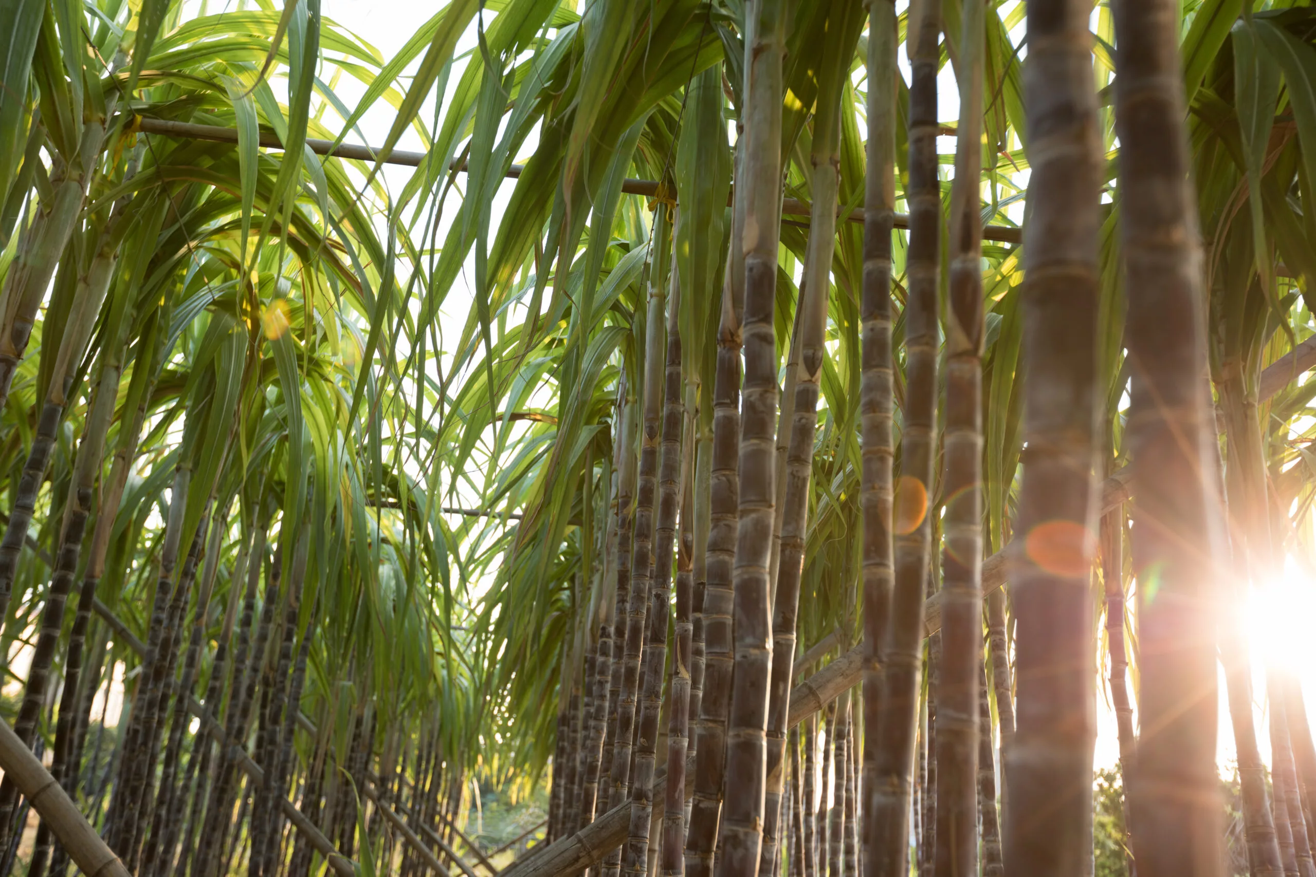 Closeup of sugarcane plants growing at field