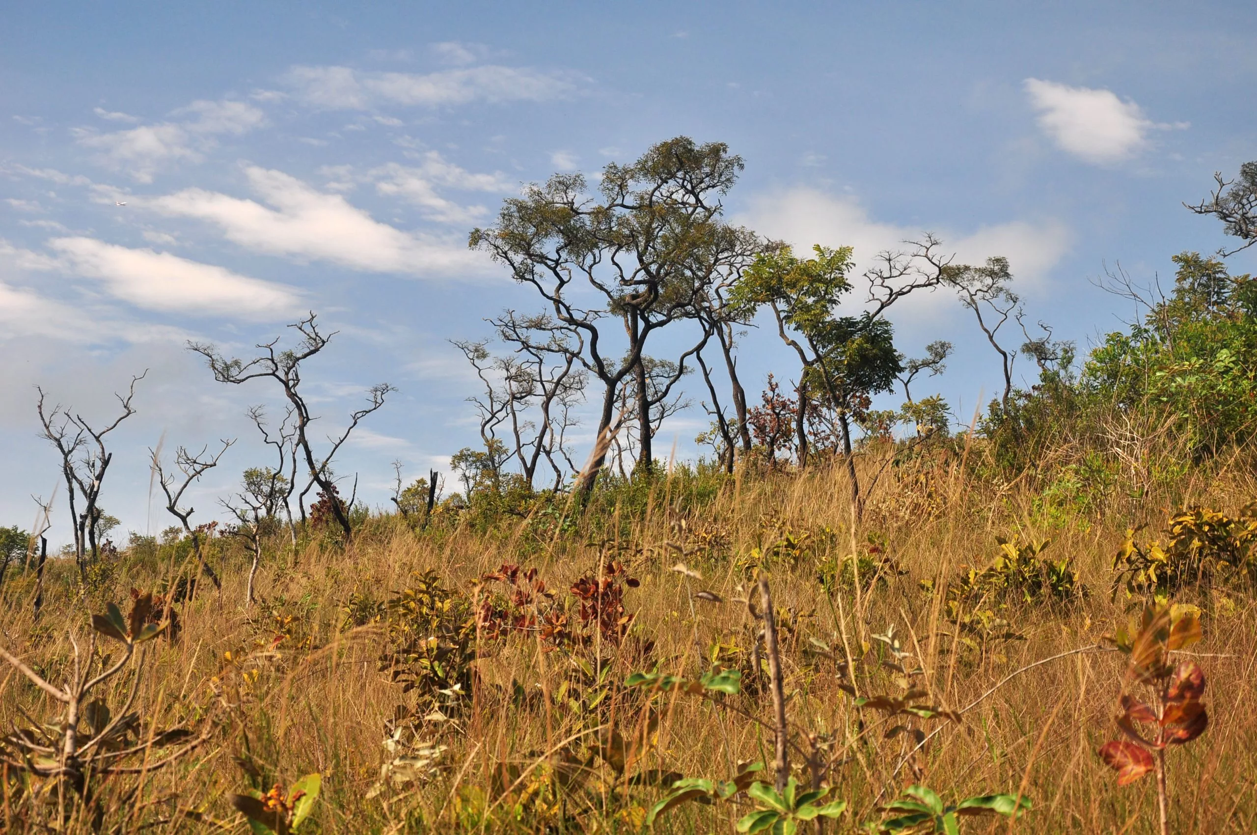 Estudo vai avaliar relação entre agricultura e preservação na Amazônia e no Cerrado