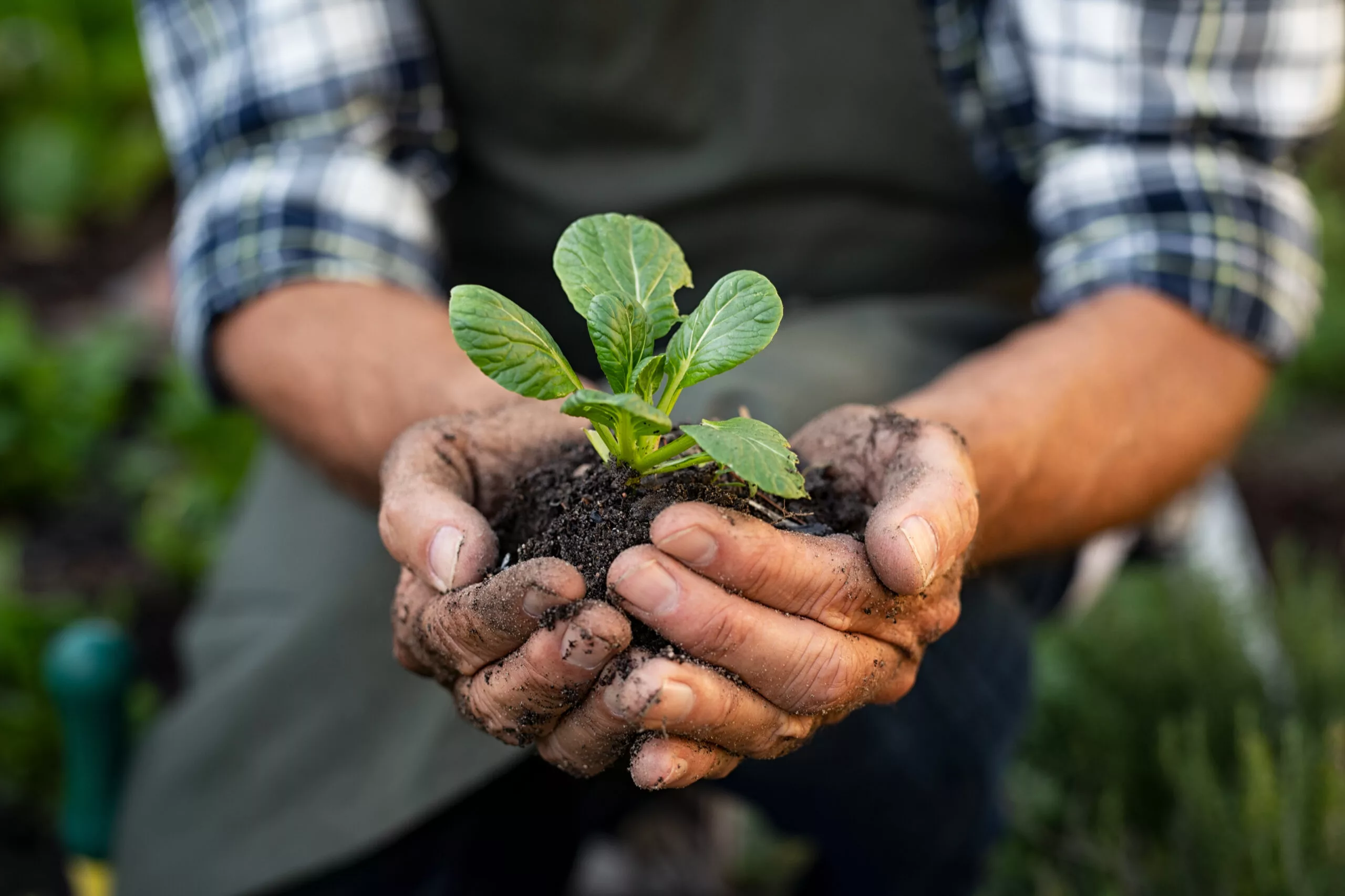 Senior man hands holding fresh green plant. Wrinkled hands holding green small plant, new life and growth concept. Seed and planting concept.