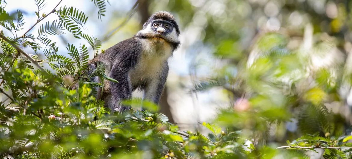 COP27: Proteger a biodiversidade é proteger o Acordo de Paris