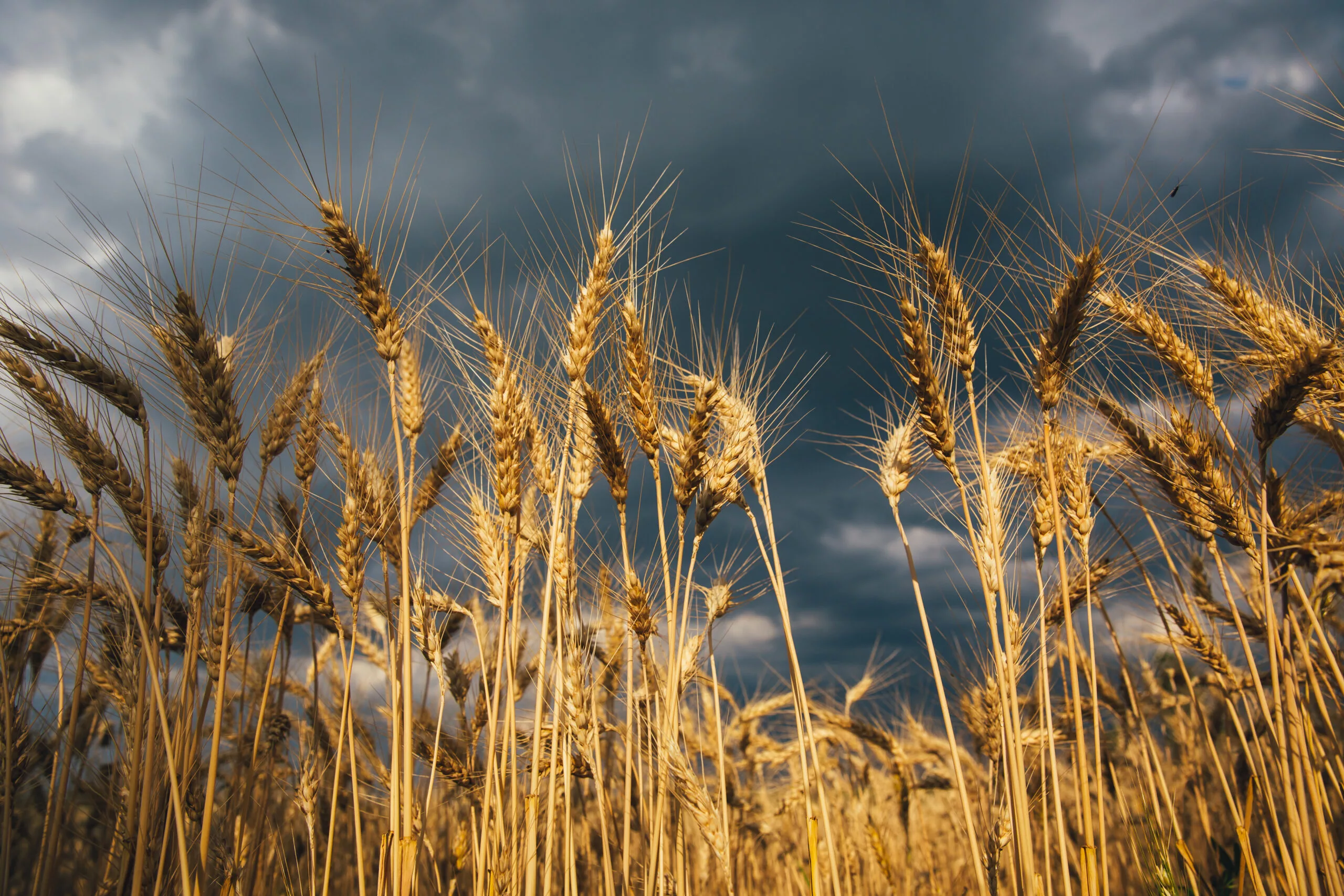 Wheat field at sunset after rain.