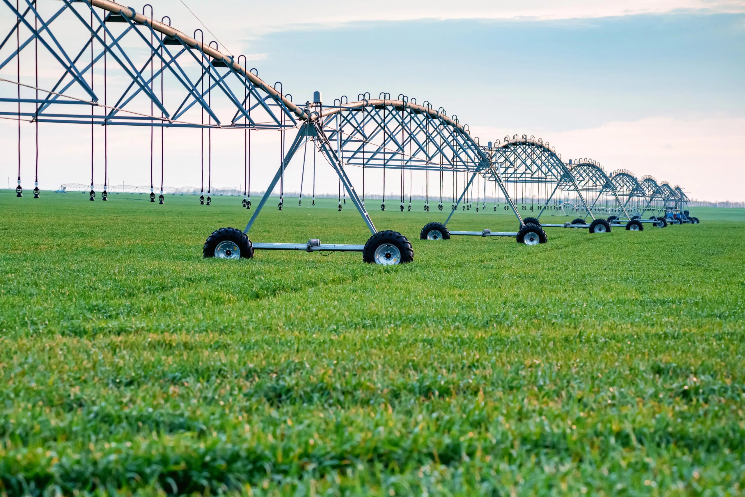 Green field with drip irrigation system hanging above it against blue sky