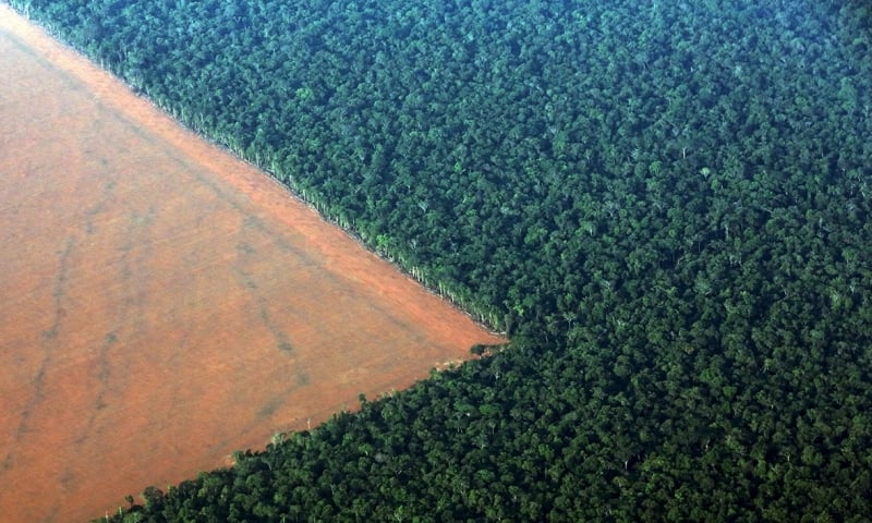 Diferenças Cruciais entre Área de Preservação Permanente e Reserva Legal no Direito Ambiental Brasileiro